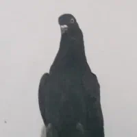 کبوتر سیاه دم سفید