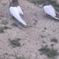 کبوتر  بهبونی