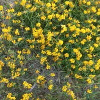 کره گوسفندی