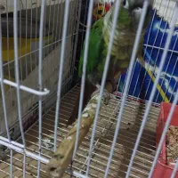 گوشی|لوازم جانبی موبایل و تبلت|چناران, |دیوار