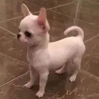 شیواوا جیبی