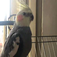 عروس هلندی نر