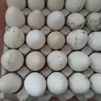 تخم بوقلمون نطفه دار