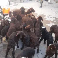 گوسفند و بره|حیوانات مزرعه|مریوان, |دیوار