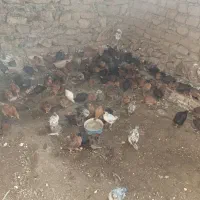 جوجه گلپایگان و خروس محلی مرغ مریوان