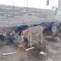 الاغ گله ایی جوان