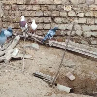 ریش زرد|پرنده|صابری, |دیوار