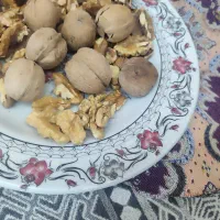 گردو اعلا امسال