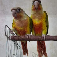 طوطی گرینچیک با قرمزی عالی