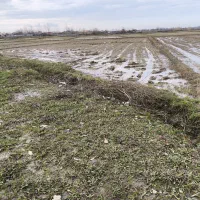 زمین کشاورزی مکانیزه|فروش دفتر صنعتی، کشاورزی، تجاری|لاهیجان, لیالستان|دیوار