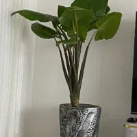 گل بابا آدم ریشه ۸ ساله