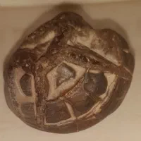 سنگ سپتارین.سنگ جن