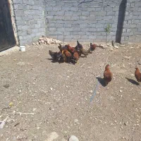 فروش مرغ تخمگذار
