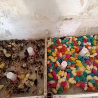 بومی