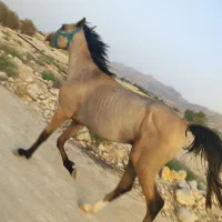 اسب دره شور