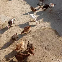 مرغ وخروس|حیوانات مزرعه|زرین دشت (همدان), |دیوار