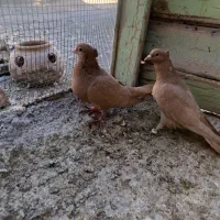 یه جفت نر ماده زرد کاکلی