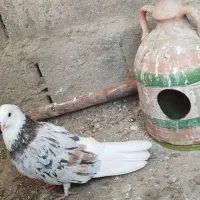 کبوتر شازده هما