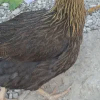 مرغ سرحال چاق و چله|حیوانات مزرعه|بندر ماهشهر, |دیوار