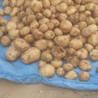 سیب سانته|گل و گیاه طبیعی|چادگان, |دیوار