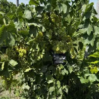 غرب نهال بزرگترین تولیدکننده نهال انگور ایرانی