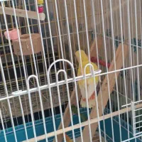 جفت عروس هلندی و کوتوله مولد و دستی|پرنده|خمینی‌شهر, |دیوار