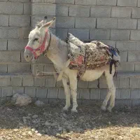 فروش الاغ