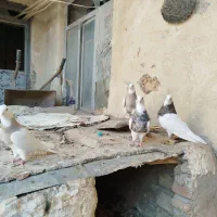 کبوتر طوقی|پرنده|هرسین, |دیوار