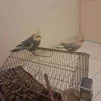 عروس هلندی  نر و ماده|پرنده|پرند, فاز ۶|دیوار