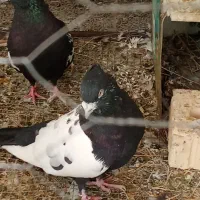 فروش کبوتربهبهانی.جفتی.۸۰۰۰۰۰هزارتومان