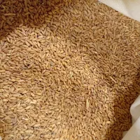 انواع دان برای پرندگان،خوراک، دانه پارس