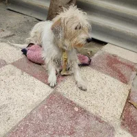 واگذاری رایگان