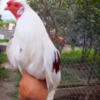 یوکوهاما اصل|حیوانات مزرعه|رودسر, |دیوار