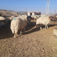 میش داشتی طلا