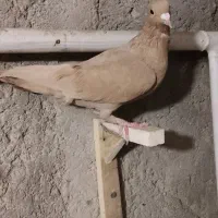 نر زرد نر دم نقره ای|پرنده|کرمان, |دیوار