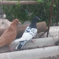 زرد و سر سیاه