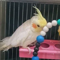 عروس هلندی ومرغ عشق|پرنده|شادگان, |دیوار