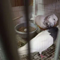 جفت طوقی هفترنگ همراه باتخم|پرنده|مشهد, عبادی|دیوار