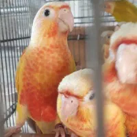 گیرینچیک ردچیک سرخ