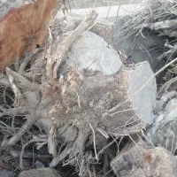 ریشه ی درخت