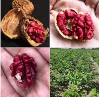 نهال|خدمات باغبانی و درختکاری|ملایر, |دیوار