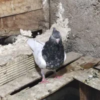 کبوتر