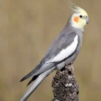 دوتا عروس هلندی خاکستری و سفید