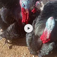 ۴ عدد بوقلمون نر