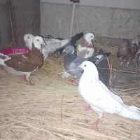 کبوتر  به شرط دور