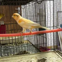 قناری نرپرتقالی