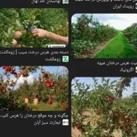 هرس انوع درخت میوه