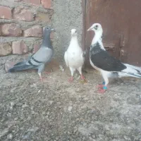 ۳تامجسمه|مجسمه، تندیس، ماکت|زابل, |دیوار