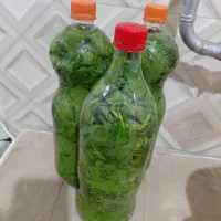 بطری برگ‌مو انگور سفید ارومیه