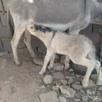 الاغ|حیوانات مزرعه|سده (خراسان جنوبی), |دیوار